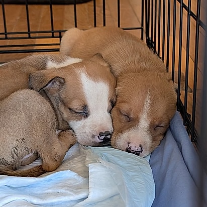 Os pequenos estavam assustados.