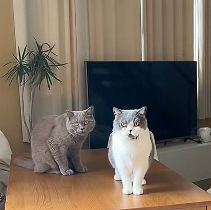 Gatos Jim (direita) e Porky (esquerda).