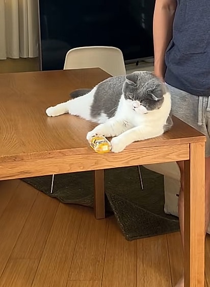 Gato Jim derrubando um objeto. 