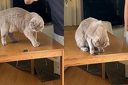 Tutor coloca à prova “as leis da física dos gatos” e o resultado não deixa dúvidas