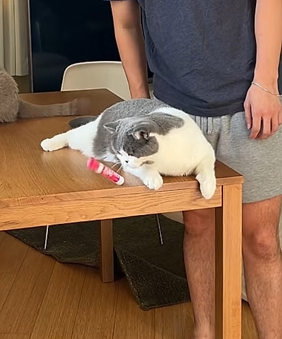 Gato Jim derrubando uma caneta.