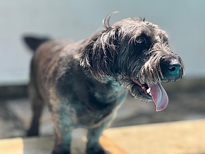 Quando Maria Alice foi resgatada estava muito magra, suja e infestada de carrapatos e pulgas.