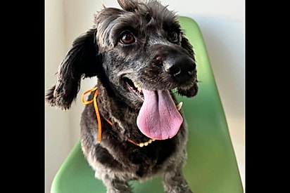 Cachorrinha é deixada para trás em mudança, mas o destino coloca um anjo em seu caminho.