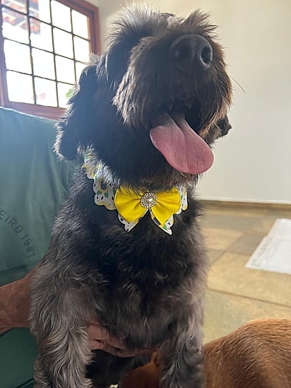 Maria Alice teve sua vida transformada graças à protetora de animais Lujan Quintal Souza.