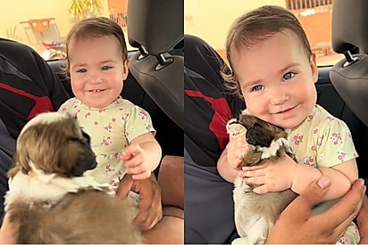 Criança ganha filhote de Shih-tzu da mãe e reação derrete corações: “Ela amou!”.