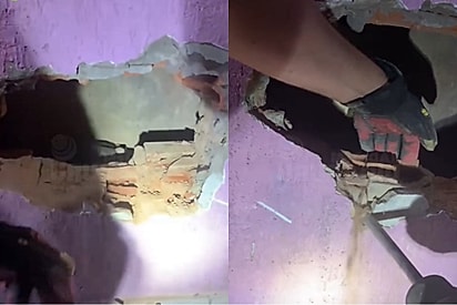 Salsichinha Bob ganha abraço emocionante da tutora após ser resgatado de uma situação muito difícil.