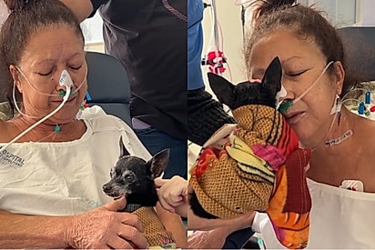  Paciente em hospital chora ao ver cachorrinha idosa e caso emociona web.