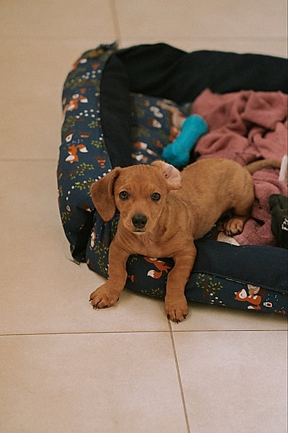 Ele foi batizado de Kiko.