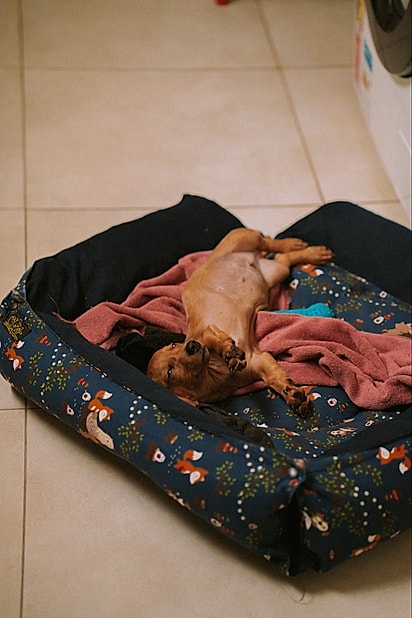 O cão já cresceu bastante.