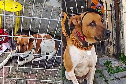 Cãozinho vira-lata que viu todos seus amigos serem adotados em feira lança olhar triste mais uma vez