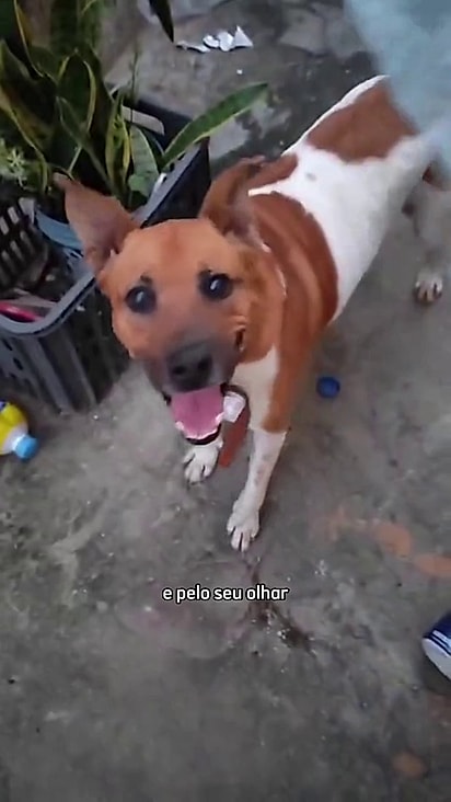 Theo pode ser adotado pelo app do Hyppet.