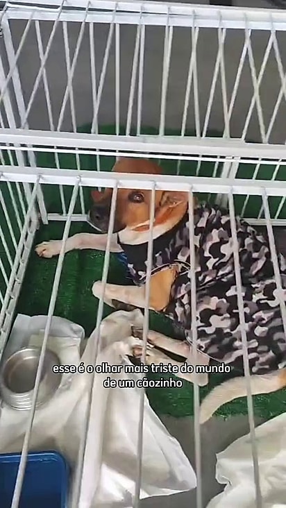 Enquanto vê seus aumigos sendo adotados ele segue à espera de uma família.