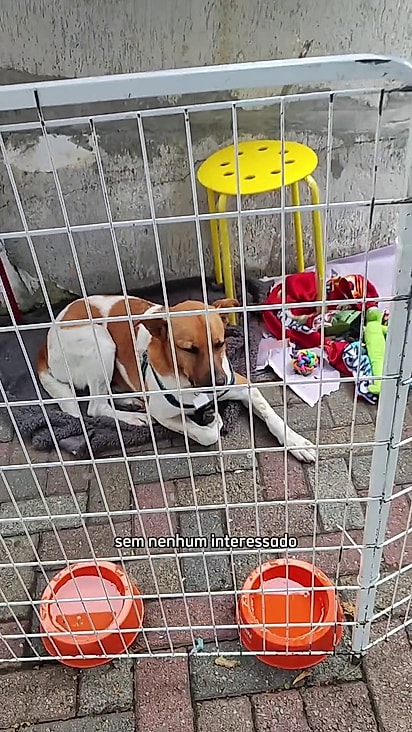 Ele foi levado para inúmeras feirinhas de adoção.