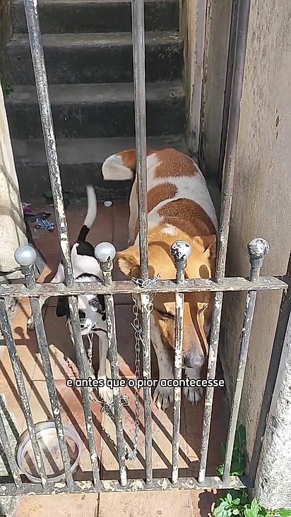 Theo foi abandonado e espera por um lar seguro.