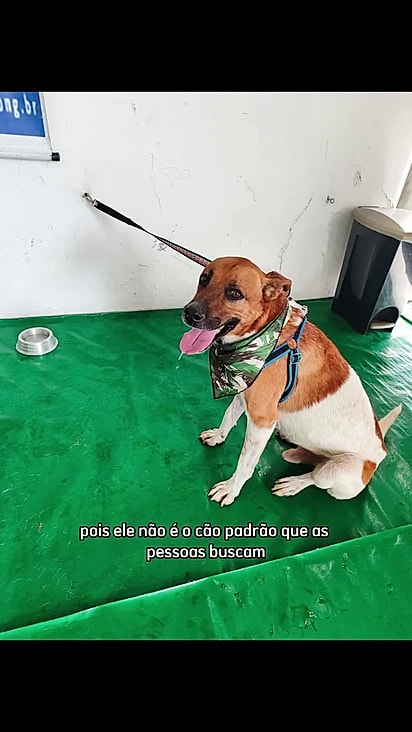 O cãozinho ainda tem esperança de ganhar um lar.