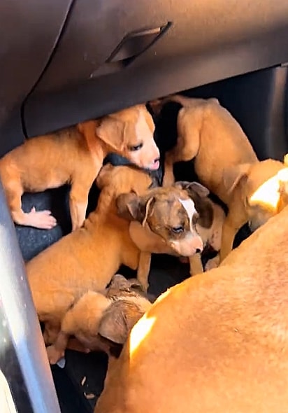 Fernanda resgatou a mãezinha pitbull e seus cinco filhotes.