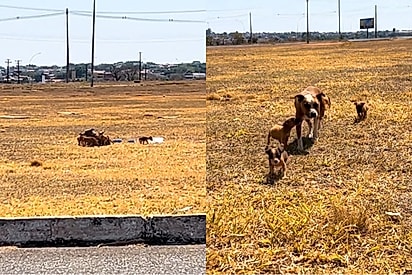 Mamãe pitbull que protegia sozinha seus cinco filhotes nas ruas recebe ajuda e retribui com o gesto mais amoroso.