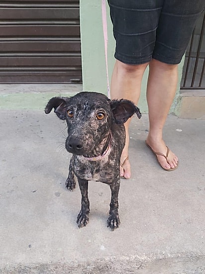 Joaninha estava coberta de sarna quando foi resgatada protetora de animais Lujan Quintal Souza.