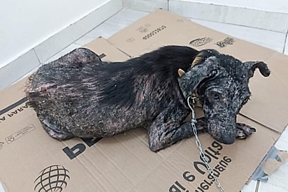 Coberta de sarna, cachorrinha é resgata e passa por incrível transformação.