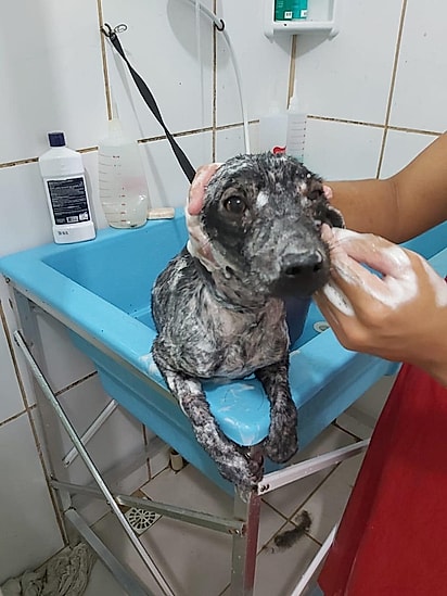 Joaninha precisou tomar banho com sarnicida, mas ganhou muito mais que isso: um novo começo cheio de amor e cuidado.