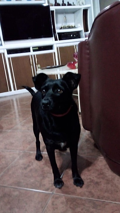 Dia após dia, Joaninha foi recuperando a força, o brilho no olhar e a alegria de viver.