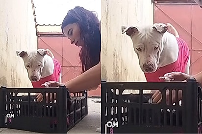 Caixa de gatos é jogada dentro de pátio com pitbull e reação de cão impressiona.