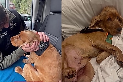 Depois de 4 anos em uma gaiola, cão sem esperança recupera o brilho no olhar com golden professor de alegria