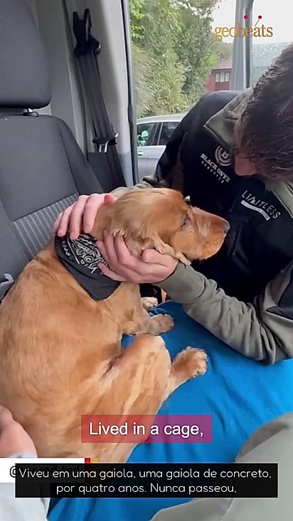 O cão era extremamente assustado e desconfiado.