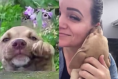 Depois de 4 anos em uma gaiola, cão sem esperança recupera o brilho no olhar com golden professor de alegria