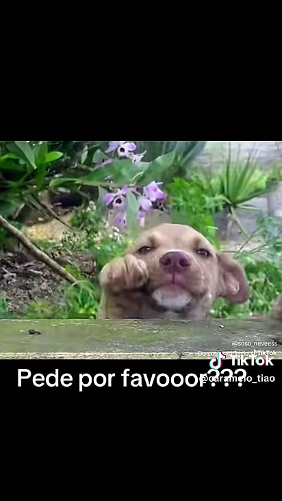 O cãozinho foi resgatado.