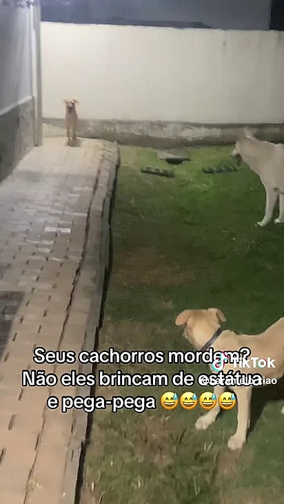 Tob segue visitando os vizinhos diariamente.