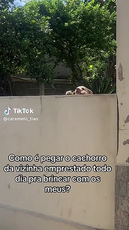 A mulher não resistiu e roubou Tob para brincar com seus cães.