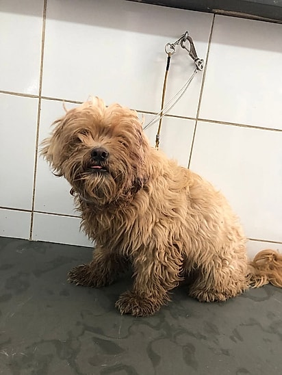 Billy permaneceu por seis dias ao lado do corpo de seu tutor falecido.