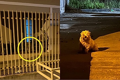 Cachorrinho Shih-tzu que passou seis dias tentando acordar tutor falecido, ganha novo lar para tentar ser feliz novamente.