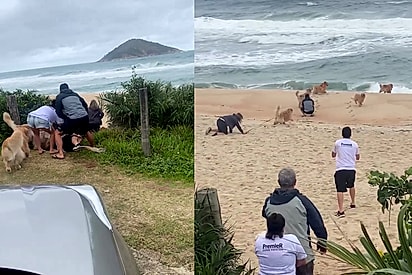 Tudo estava tranquilo em praia paradisíaca até cinco cães golden avistarem o mar e não conseguirem mais se controlar.