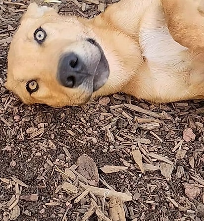 Os filhotes estão sob os cuidados do centro de resgate Pack 22 Alpha.