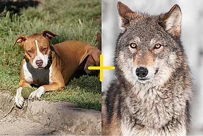 Pit bull no cio atrai lobo e aparência dos seus filhotes chamam atenção na internet: Aterrorizante e belo.