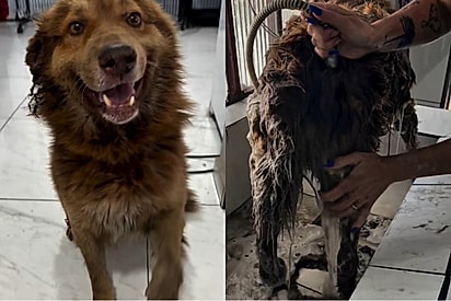 Transformação de milhões: Após 6 mãos de shampoo, cachorrinho resgatado troca de cor e revela toda sua beleza.