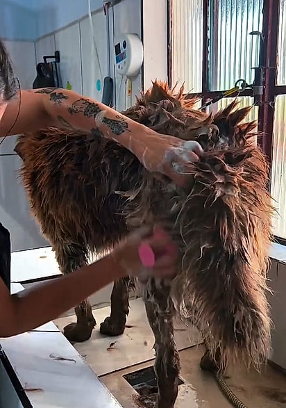 O cão estava muito sujo, e Natalie precisou de muita paciência e dedicação para banhá-lo.