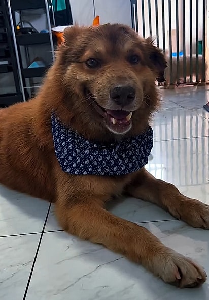 Os cães se sentem bem quando estão limpos e cuidados, pois a higiene traz conforto físico e bem-estar emocional.