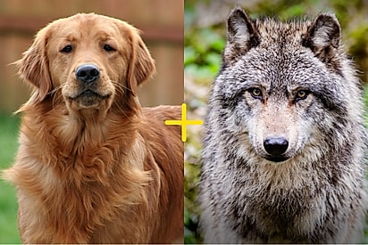 Golden retriever e lobo tem filhotes e aparência nada comum de pet dá o que falar online.