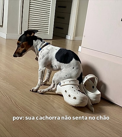 A cachorrinha Suzi senta nos lugares mais aleatórios da casa.