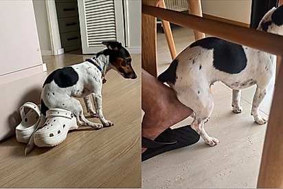 Conheça Suzy, cachorrinha que ficou famosa por nunca sentar no chão e escolher sempre os melhores assentos.