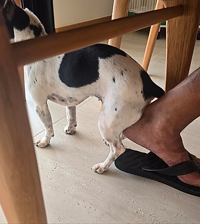 Sem cerimônia, Suzi senta no calcanhar de quem estiver por perto.