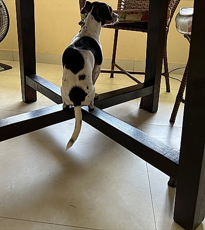 Suzi sentada no pé da mesa.