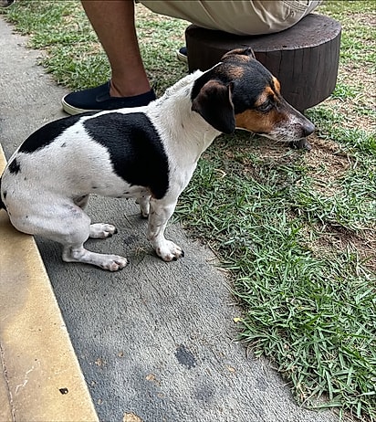 Suzi sentada na pontinha da calçada.