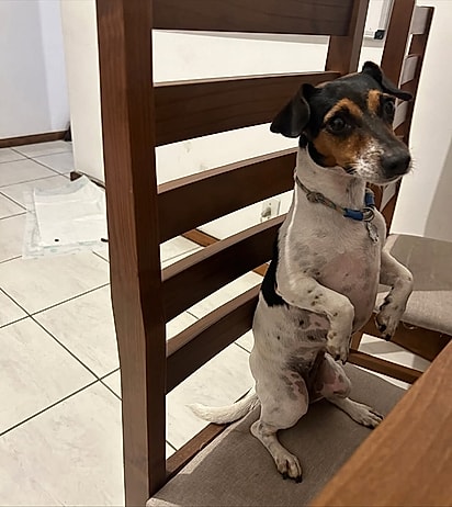 Suzi sentada na cadeira, parecendo gente.