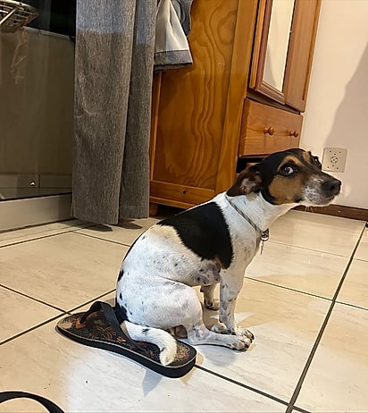 Suzi e sua mania de sentar nos lugares mais aleatórios da casa.