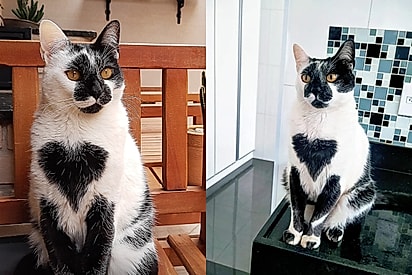 Quem é Thor, o gato sem raça definida que ganhou o título de gato mais bonito do Brasil
