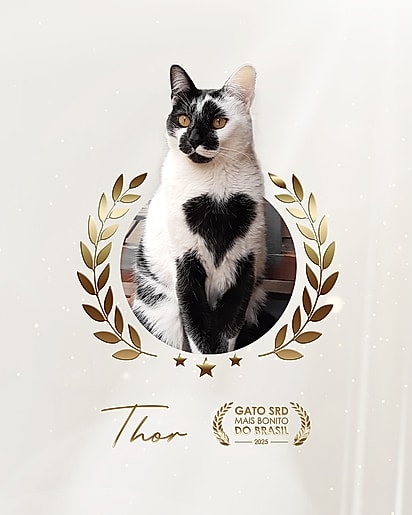 Thor foi eleito e concorreu com mais de 30 felinos.